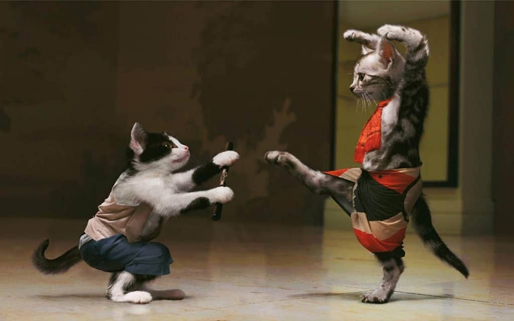 16 Funny Cats Doing Crazy Things