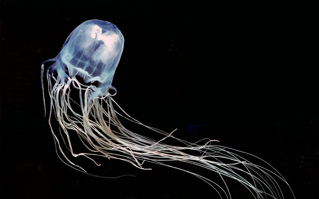5 Most Venomous Animals in The World