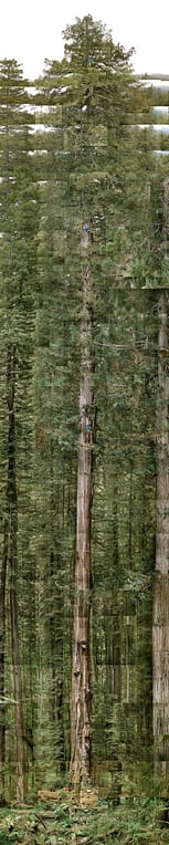 The Tallest Tree in the World - Stratosfere Giant