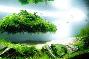 aquascaping31