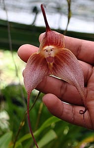 Weird Flowers - 1. Monkey Face Orchid (Dracula simia)