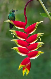 Weird Flowers - 38. Lobster Claw (Heliconia rostrata)