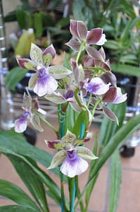 Weird Flowers - 17. Angel Orchid (Zygopetalum rhein)