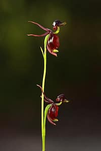 Weird Flowers - 13. Flying Duck Orchid (Caleana major)