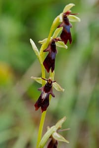 Weird Flowers - 22. Fly Orchid (Ophrys insectifera)