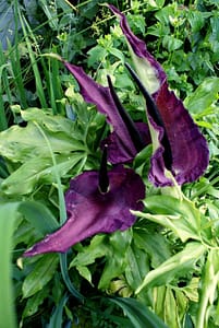 Weird Flowers - 24. Voodoo lily (Dracunculus vulgaris)