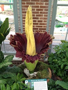 Weird Flowers - 19. Corpse lily (Amorphophallus titanum)