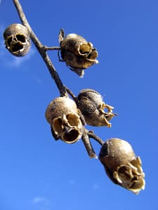 Weird Flowers - 12. Snap Dragon Seed Pod (Antirrhinum majus)