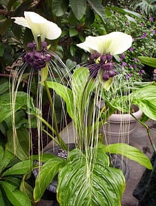 Weird Flowers - 2. Bat plant (Tacca integrifolia)