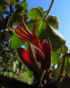 Weird Flowers - 36. Devils Hand (Chiranthodendron pentadactylon