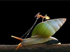 Incredible Photos Of Animals Riding On The Back Of Other Animals animals-riding-ant