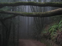 When the Woods Are Scary The-misty-forest-Sequoia-Bayview-Trail-Joaquin-Miller-Park-Oakland-CA