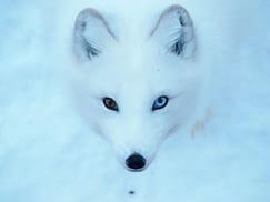 25 Amazing Animals With Different Colored Eyes or Heterochromia pets-with-different-colored-eyes-7