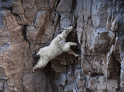 Crazy Living on the Edge Goats Crazy Living on the Edge Goats