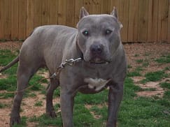 5 Most Dangerous Dog Breeds Most Dangerous Dog Breeds