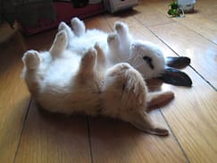 The Cutest Bunnies Ever cute-bunnies-28__605