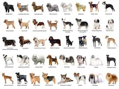 Quiz: What Dog Breed Are You? What Dog Breed Are You? quiz