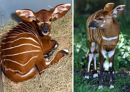 Rare Animal Babies You’ve Never Seen Before - 23. Baby Bongo