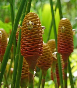 Weird Flowers - 32. Beehive Ginger (Zingiber spectabile)