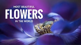 32 Most Beautiful Flowers In The World Most-Beautiful-Flowers-in-the-World