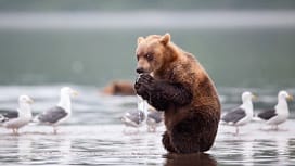 20 Scheming Animals That Are Planning Terrible Things 54f9c7be333db