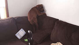 16 Dogs Terrified Of Completely Normal Things 16 Dogs Terrified Of Completely Normal Things