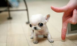 27 Teeny Tiny Puppies Who Will Make You Wriggle With Cuteness 5511e42c3acac