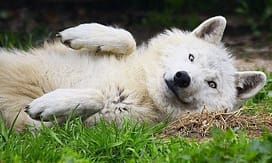 Wolves Turn Into Adorable Puppies For Belly Rubs Wolves Turn Into Adorable Puppies For Belly Rubs