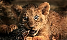 25 Magnificent Pictures of LIONS baby-lion