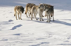 World of the Wolf - Gray wolf index_image_c