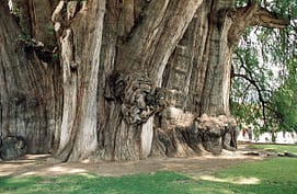 The Oldest, Tallest, Widest and Biggest Trees in the World