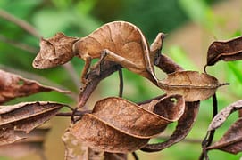 Amazing Animals With Ninja-Like Camouflage Camouflage Animals - Satanic Leaf Tailed Gecko