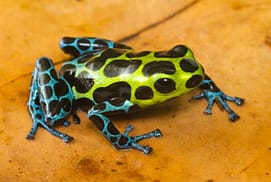 Most Poisonous Frogs in the World Most Poisonous Frogs in the World - Splash Backed Poison Frog