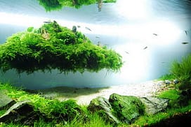 Beautiful Aquascaping Photo Collection aquascaping31