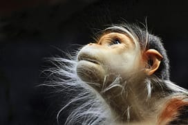 Incredibly Expressive Monkey Photography Incredibly Expressive Monkey Photography - Look To The Heavens