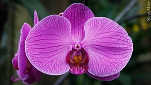 Weird Flowers - 3. Moth Orchid (Phalaenopsis amabilis)