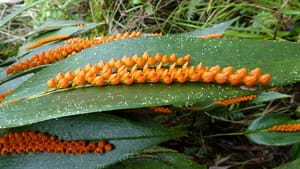 Weird Flowers - 35. Pleurothallis truncata