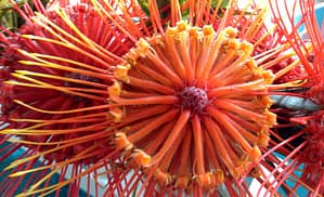 Weird Flowers - 23. Protea Pinwheel (Leucospermum catherinae)