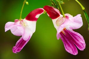 Weird Flowers - 11. Parrot Flower (Impatiens psittacina)