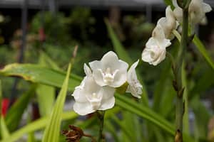 Weird Flowers - 18. Dove Orchid Or Holy Ghost Orchid (Peristeria elata)