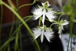 Weird Flowers - 20. White Egret Orchid (Pecteilis radiata)