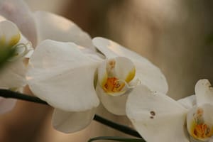 Weird Flowers - 21. Virgin Mary in Moon Orchid (Phalaenopsis amabilis)