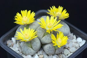 Weird Flowers - 25. Lithops Weberi (Lithops comptonii)