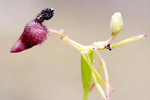 Weird Flowers - 28. Hammer Orchid (Drakaea glyptodon)