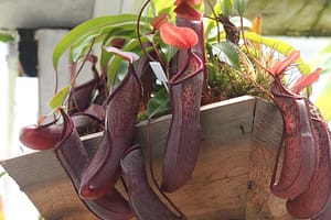 Weird Flowers - 29. Tropical pitcher plant (Nepenthes)