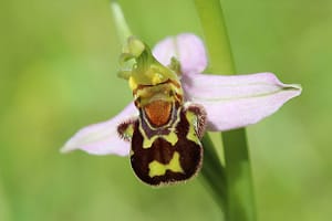 Weird Flowers - 9. Bee Orchid (Ophrys apifera)