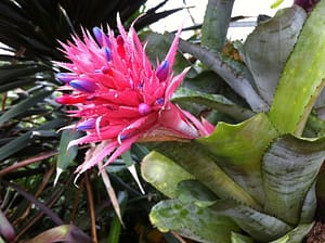 Weird Flowers - 40. Silver Vase (Aechmea fasciata)