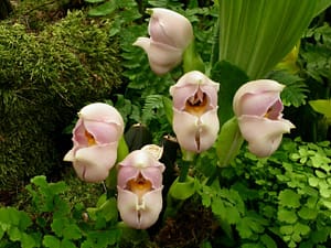 Weird Flowers - 10. Swaddled Babies (Anguloa uniflora)