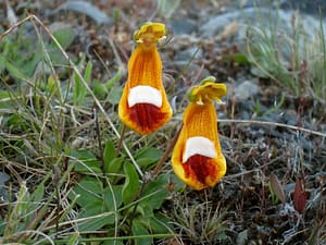 Weird Flowers - 15. Chamber Maids (Calceolaria uniflora)