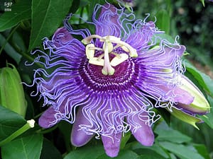 Weird Flowers - 16. Passion Flower (Passiflora incarnata)